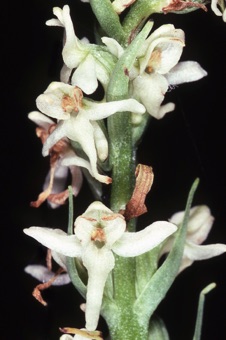 Habenaria dilitata
